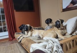 Mastiff