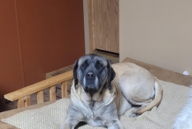 Mastiff