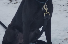 Labrador Retriever