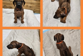 Rhodesian Ridgeback