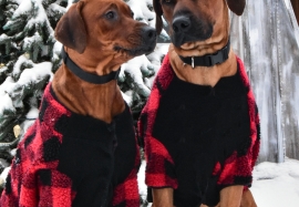Puppy Love (mom - Misha, dad - Oscar)