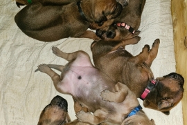 The Litter