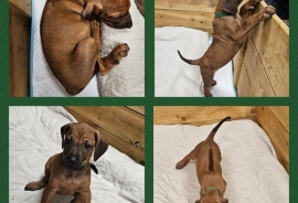 Female #2 - green collar