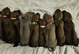 The Litter