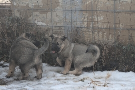 Norwegian Elkhound