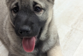 Norwegian Elkhound