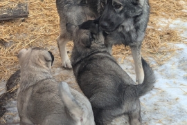 Norwegian Elkhound