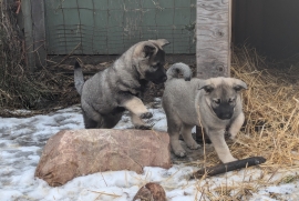 Norwegian Elkhound