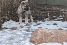 Norwegian Elkhound