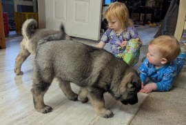 Norwegian Elkhound