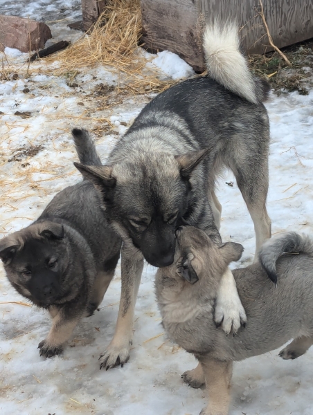Norwegian Elkhound