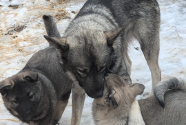 Norwegian Elkhound