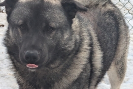 Norwegian Elkhound