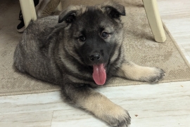 Norwegian Elkhound
