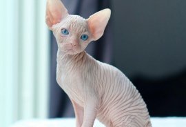 Sphynx