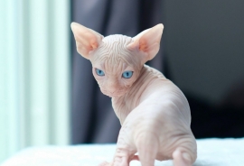 Sphynx