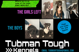 American Bully 