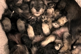 miniature Schnauzers