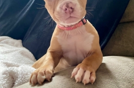 American Bully