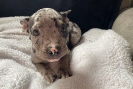 American Bully
