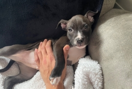 American Bully