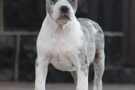 American Bully American Bully