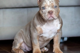 American Bully American Bully
