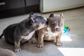 American Bully American Bully