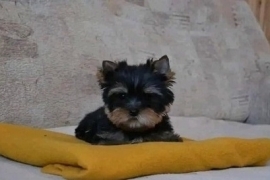 Yorkshire Terrier Yorkshire Terrier