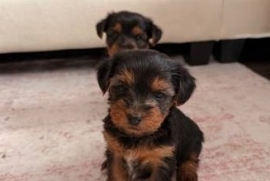 Yorkshire Terrier Yorkshire Terrier