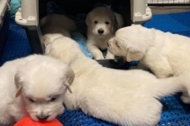 Golden Retriever Golden Retriever