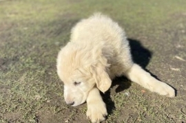 Golden Retriever Golden Retriever