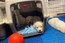 Golden Retriever Golden Retriever