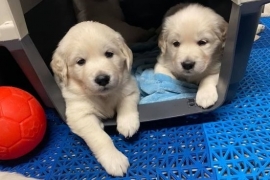 Golden Retriever Golden Retriever