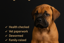 South African mastiff (Boerboel)