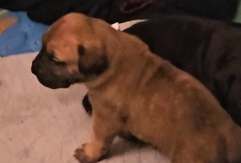 South African mastiff (Boerboel)