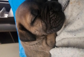 South African mastiff (Boerboel)