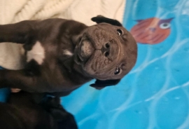 South African mastiff (Boerboel)