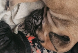 South African mastiff (Boerboel)