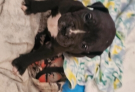 South African mastiff (Boerboel)