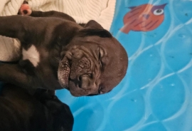 South African mastiff (Boerboel)