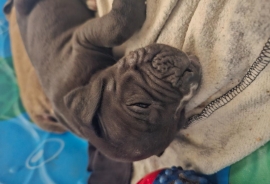 South African mastiff (Boerboel)