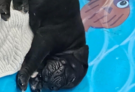 South African mastiff (Boerboel)