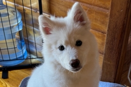 Samoyed