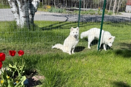Samoyed