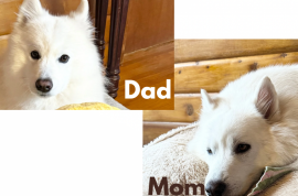 Samoyed