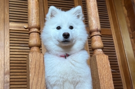 Samoyed
