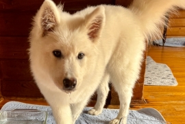 Samoyed