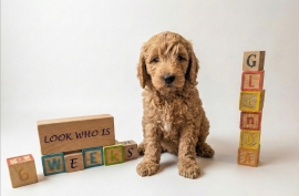 goldendoodle