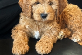 goldendoodle
